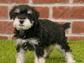 Miniature Schnauzer dogs for sale: Rosie - Ad 1