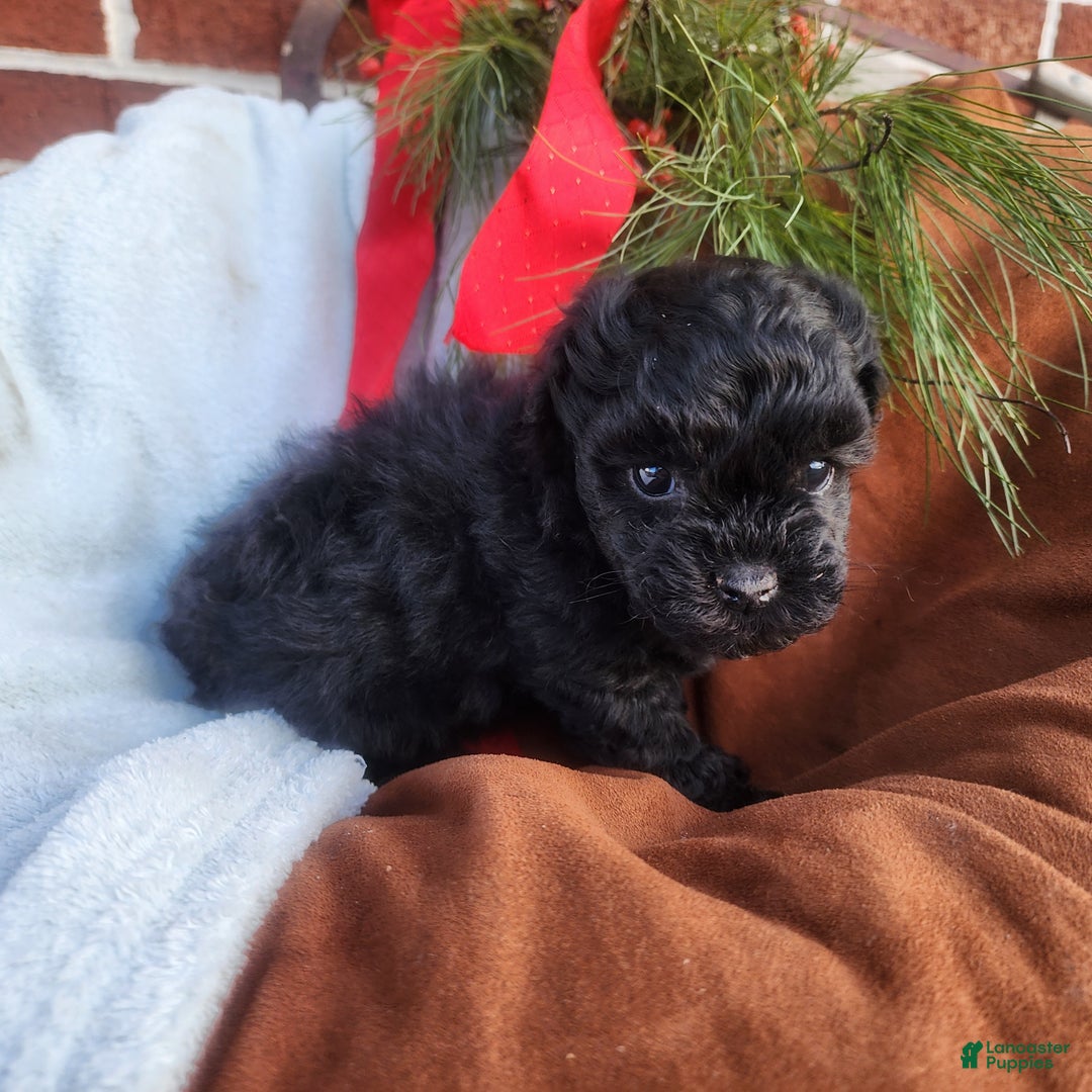 Pomapoo dogs for sale: Chimp  - Ad 4