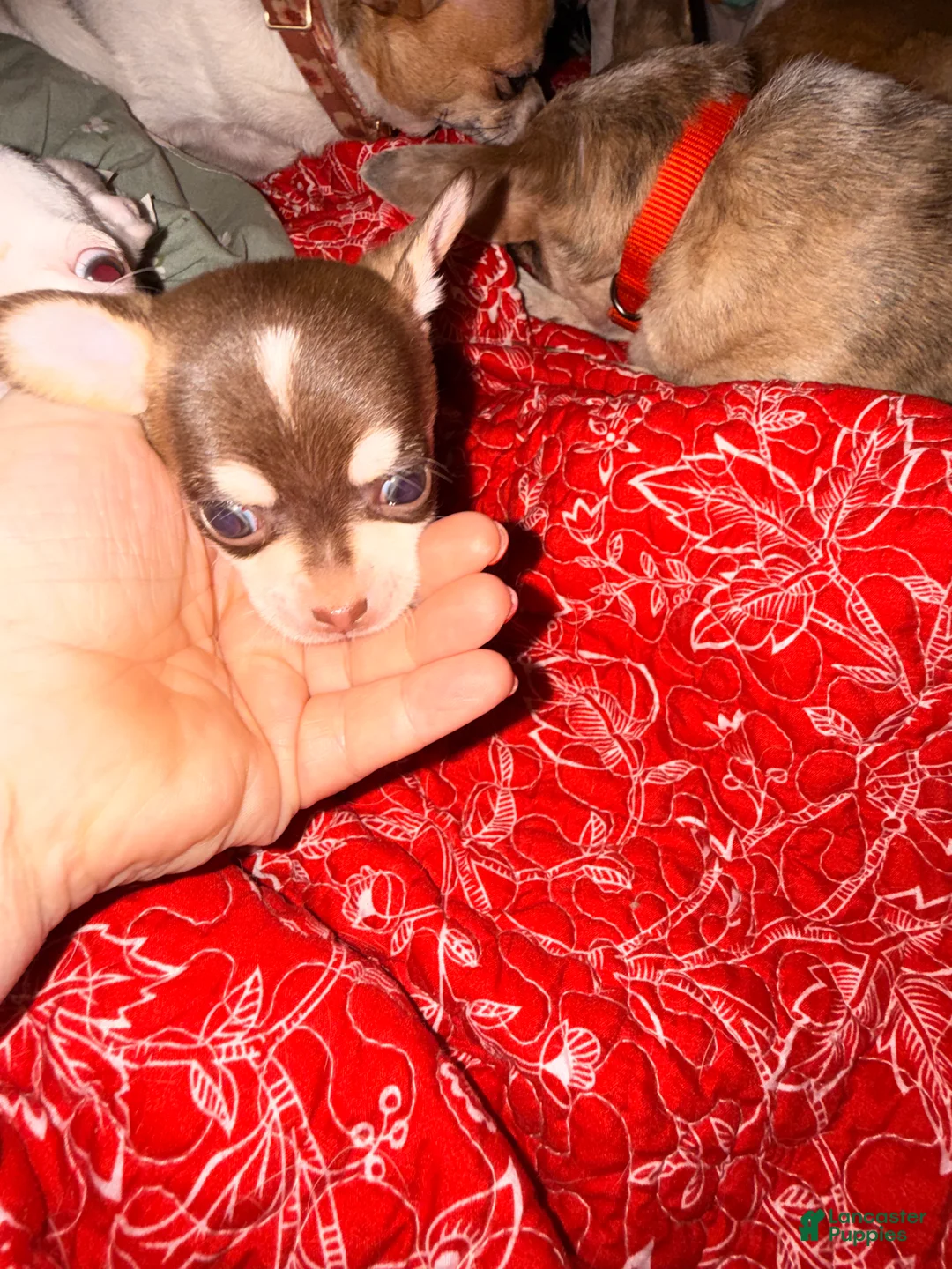 Chihuahua dogs for sale: Fritzle - Ad 1