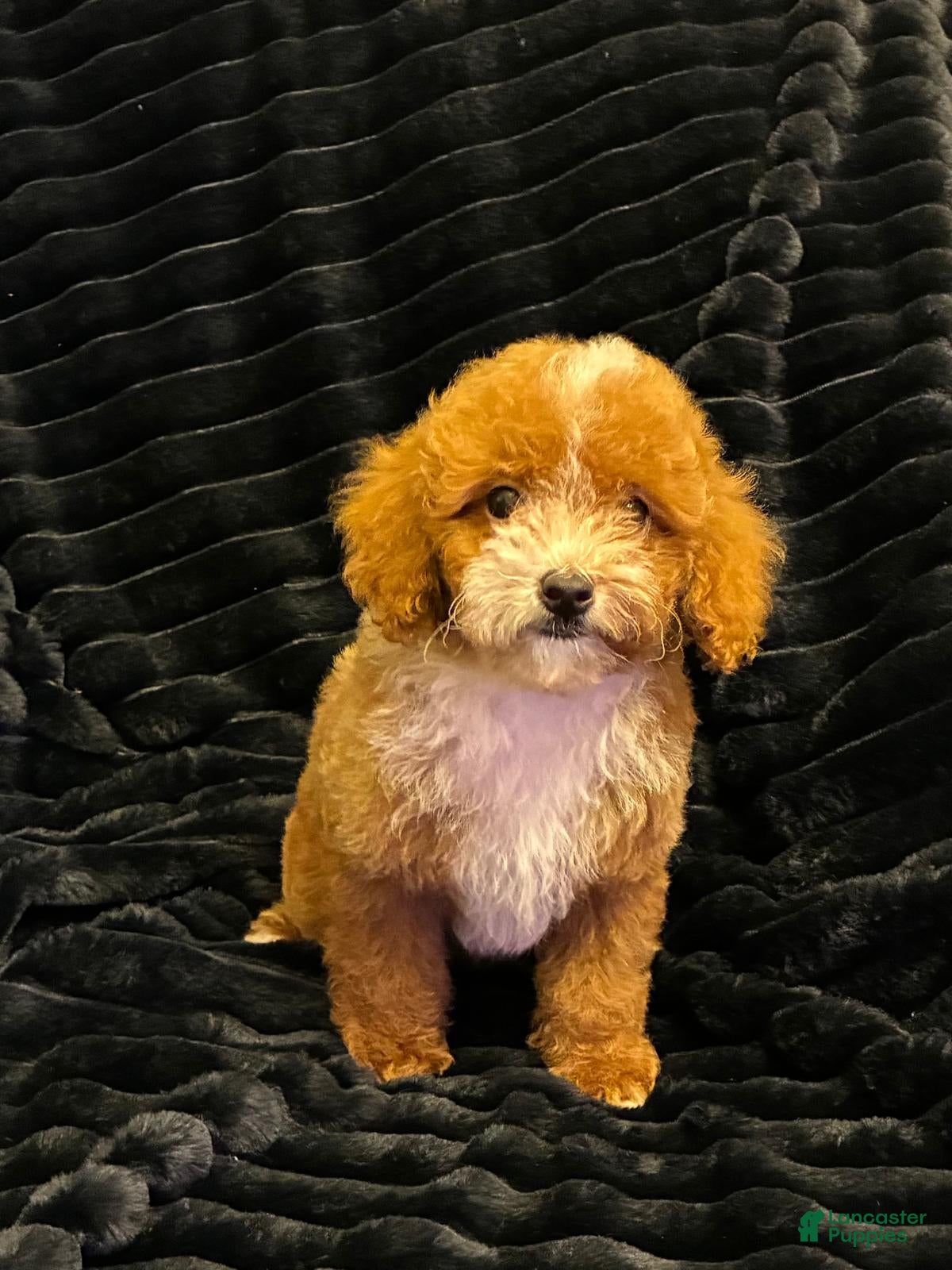 Toy Poodle dogs for sale: Toy Poodle 2 - Ad 13