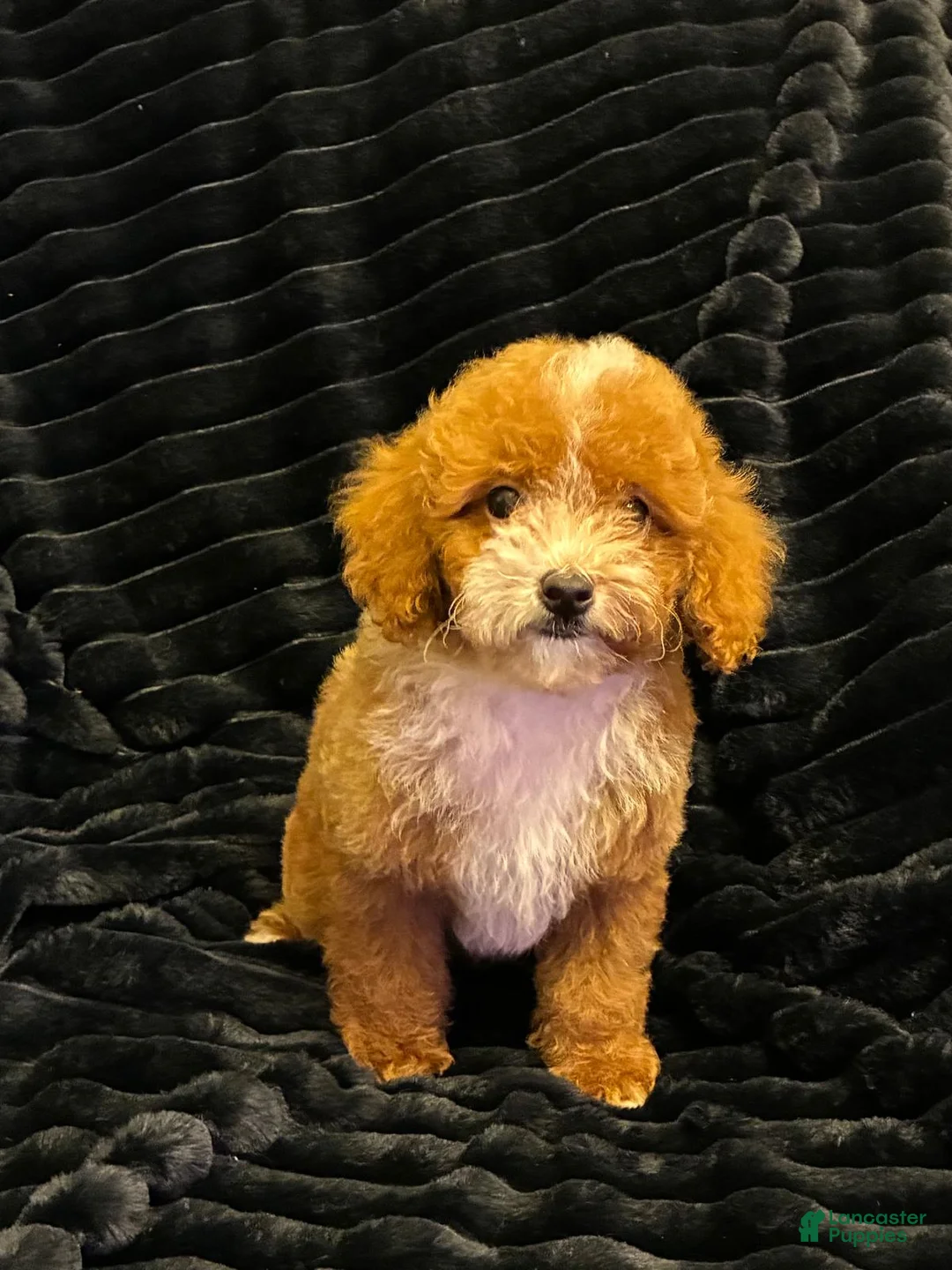 Toy Poodle dogs for sale: Toy Poodle 2 - Ad 1