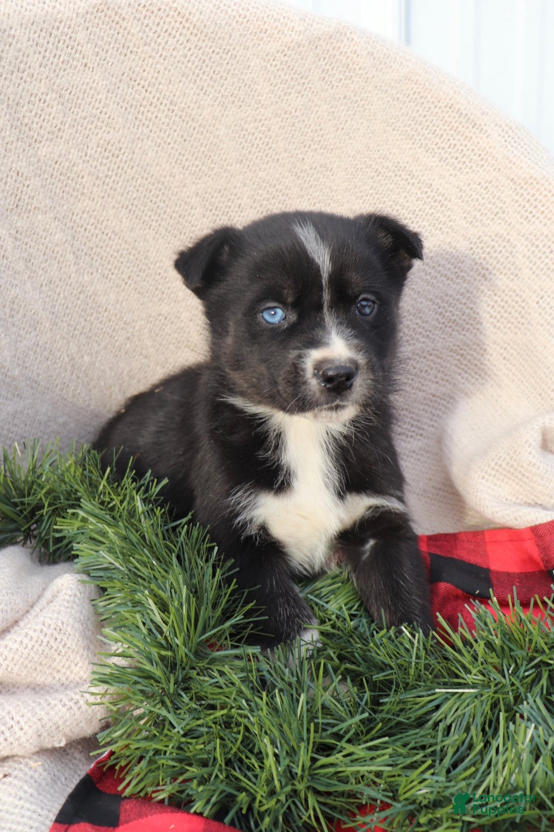 Goberian dogs for sale: Gigi  - Ad 1