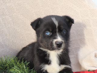 Goberian dogs Gigi - Ad 5