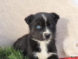 Goberian dogs Gigi - Ad 3