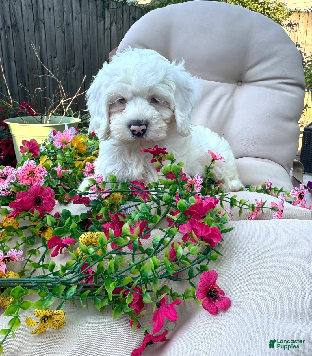 Cockapoo dogs for sale: Ivory - Ad 2