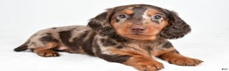 Miniature Dachshund dogs for sale: Angel - Ad 6