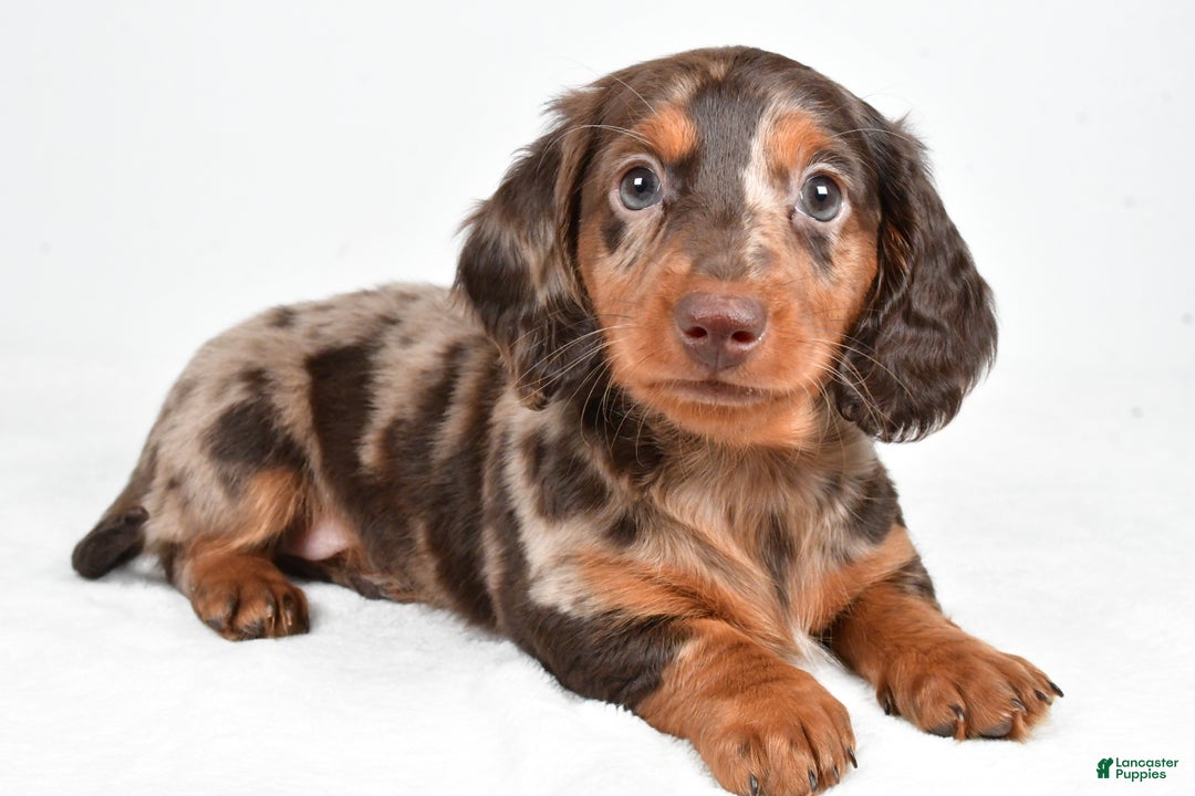 Miniature Dachshund dogs for sale: Angel - Ad 6
