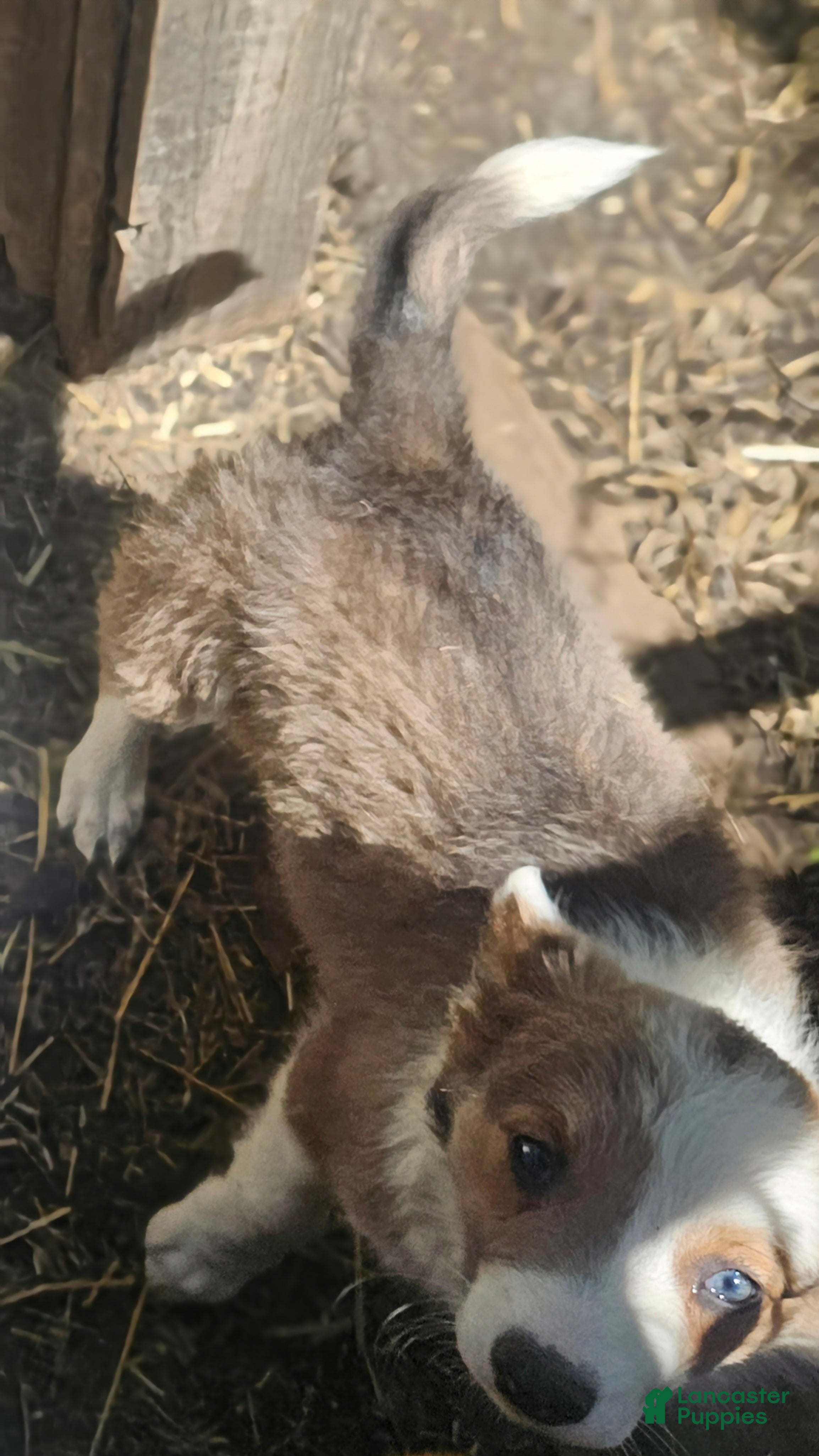 Border Collie dogs for sale: Suzy - Ad 9