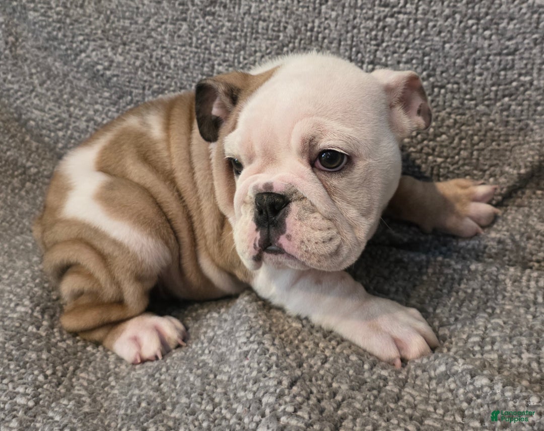 English Bulldog dogs for sale: Adrian - Ad 4