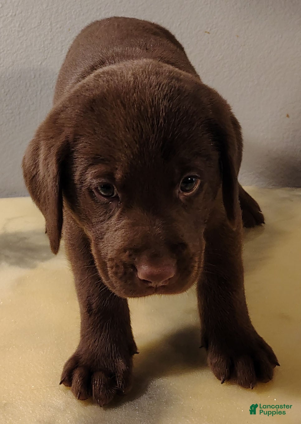 Labrador Retriever dogs Sadie - Ad 32