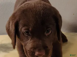 Labrador Retriever dogs Sadie - Ad 39