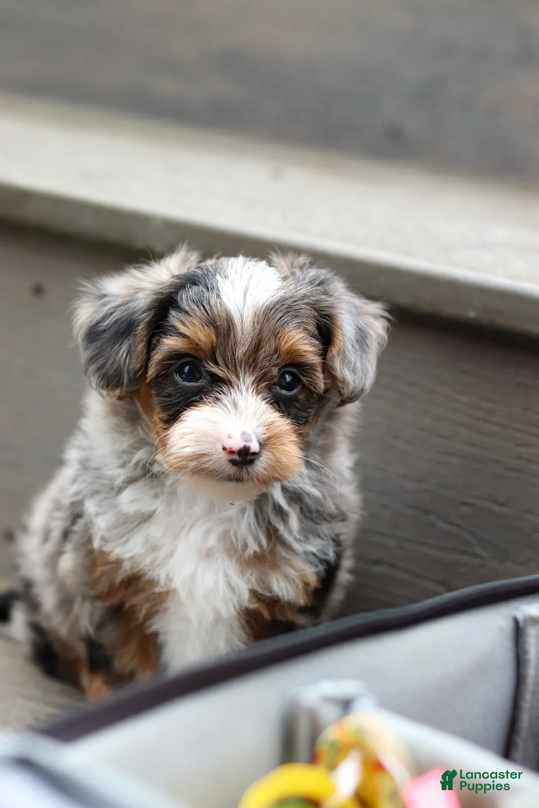 Yorkiepoo dogs for sale: Rave - Ad 8