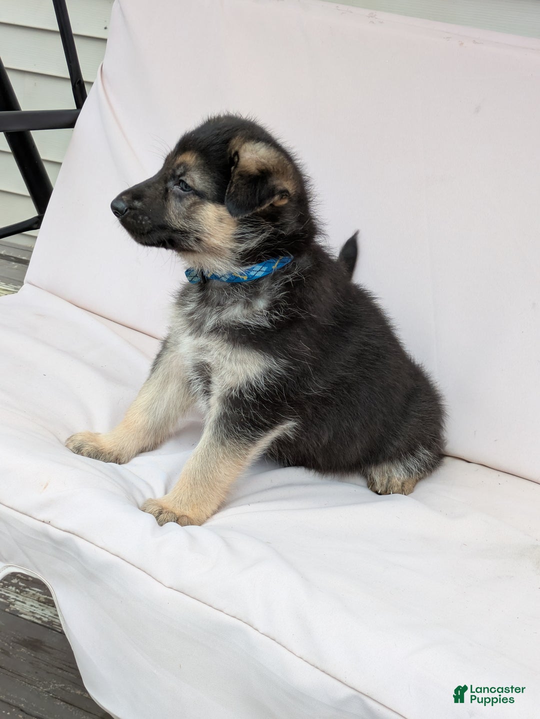 German Shepherd dogs for sale: Starlight - Ad 1