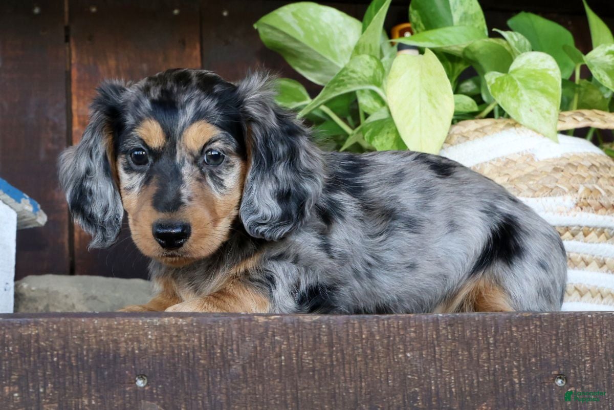 Miniature Dachshund dogs for sale: Chase - Ad 2