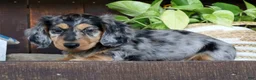Miniature Dachshund dogs for sale: Chase - Ad 1