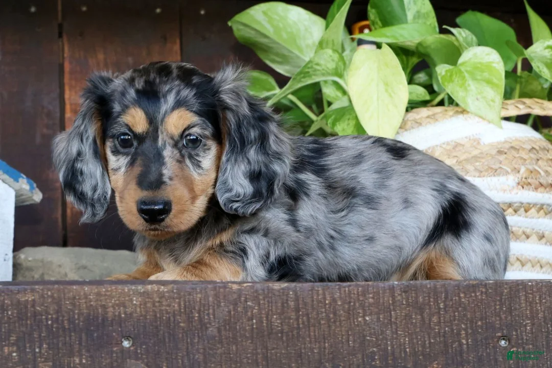 Miniature Dachshund dogs for sale: Chase - Ad 1