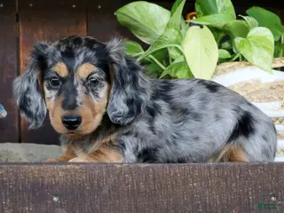 Miniature Dachshund dogs for sale: Chase - Ad 2