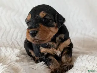 Mixed Breed dogs Jerry Lee - Ad 38