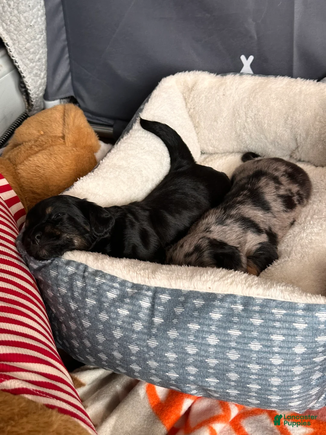 Mixed Breed dogs for sale: Ella  - Ad 5