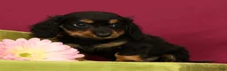 Miniature Dachshund dogs for sale: Skittles - Ad 4