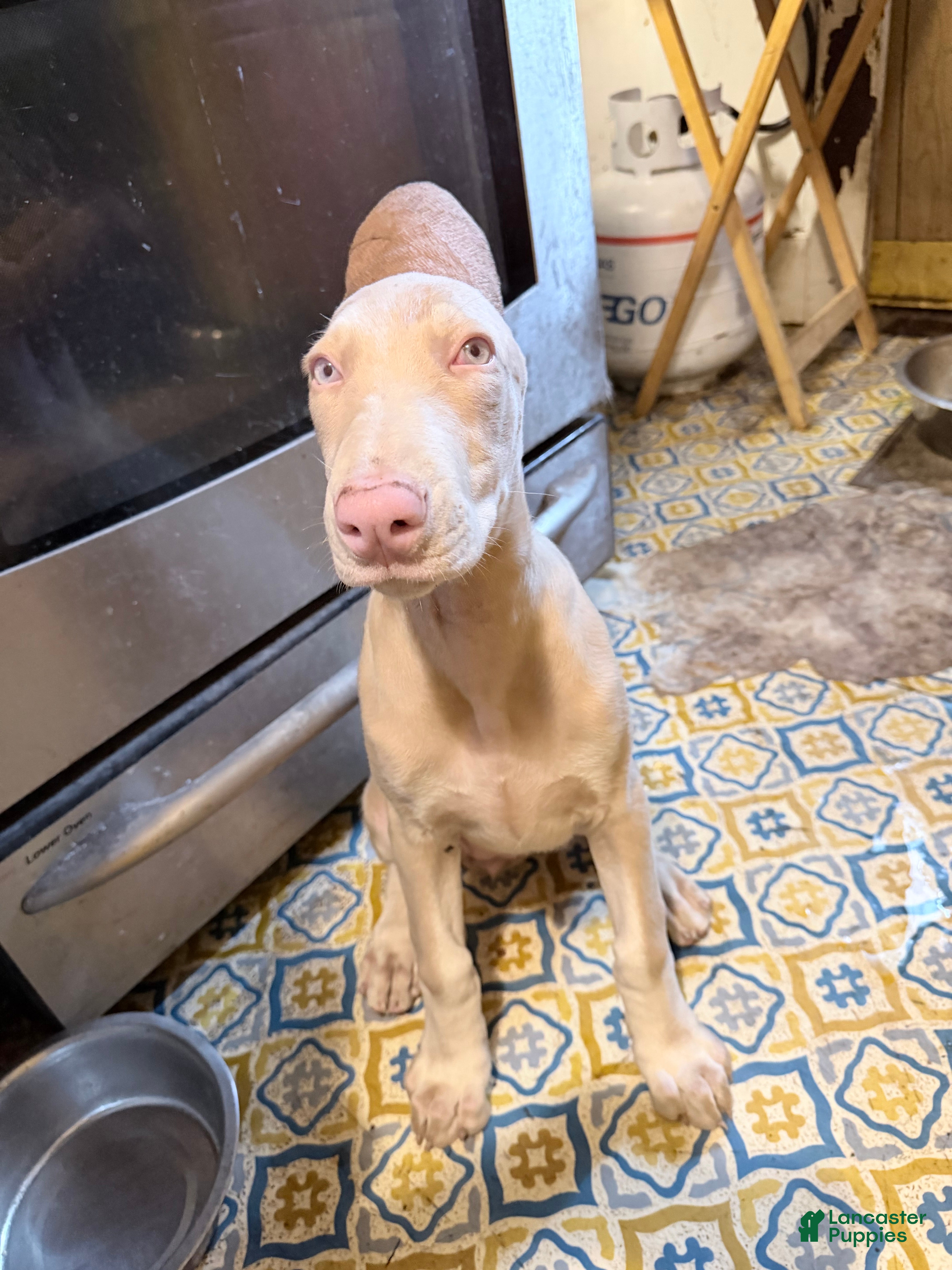 Doberman Pinscher dogs Doberman Pinscher Puppy 2 - Ad 2