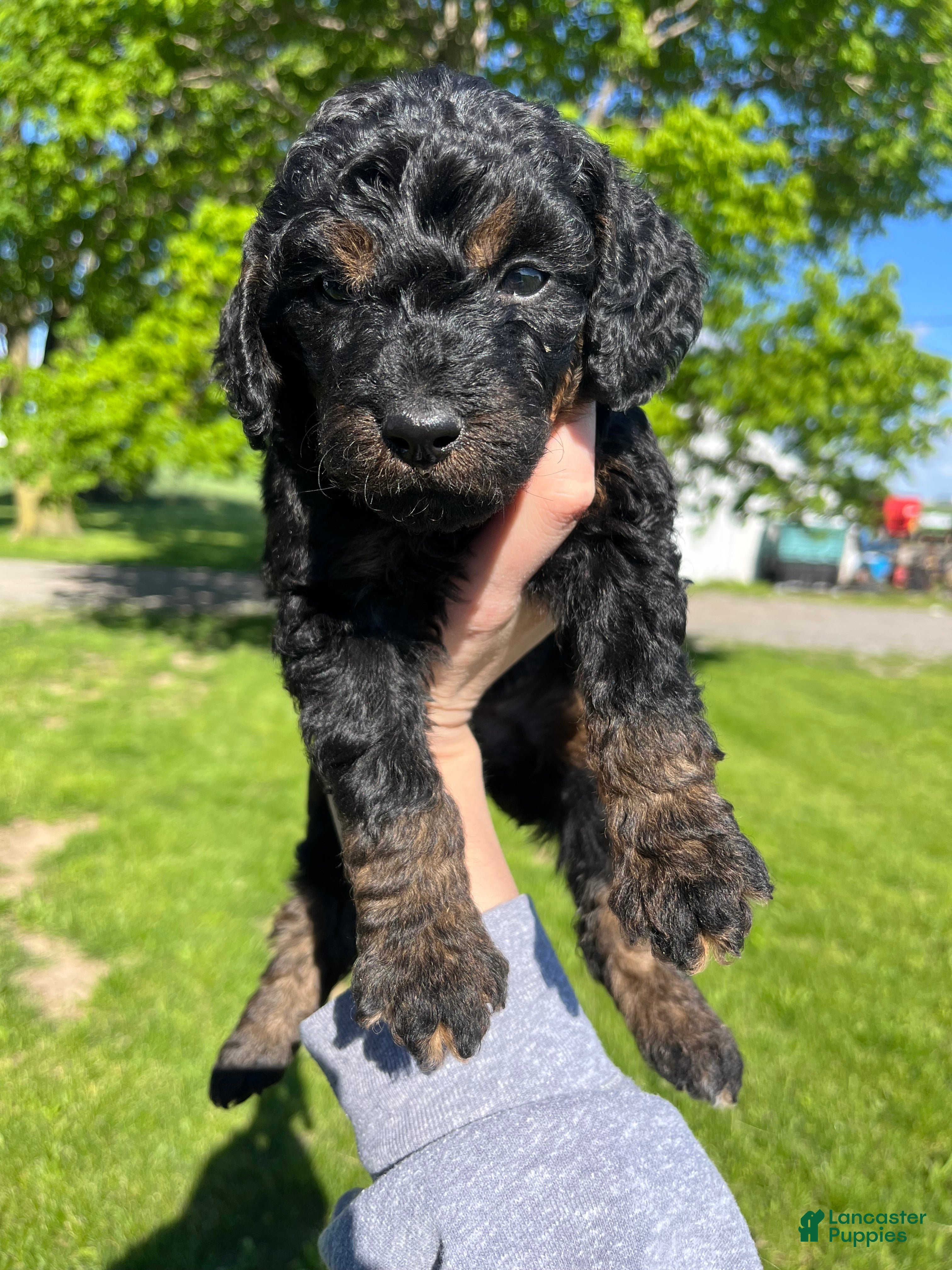 Goldendoodle dogs Purple  - Ad 2