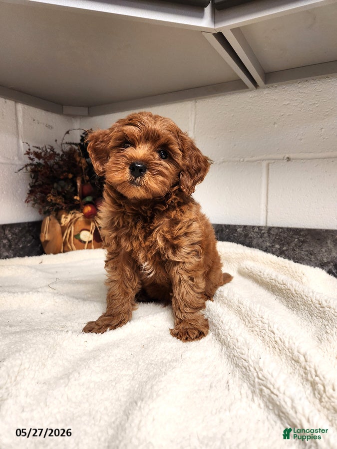 Mini Goldendoodle dogs Dexter - Ad 1
