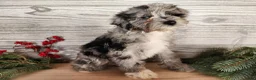 Mini Bernedoodle dogs for sale: Angel - Ad 7