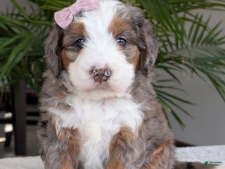 Mini Bernedoodle dogs - Ad 3