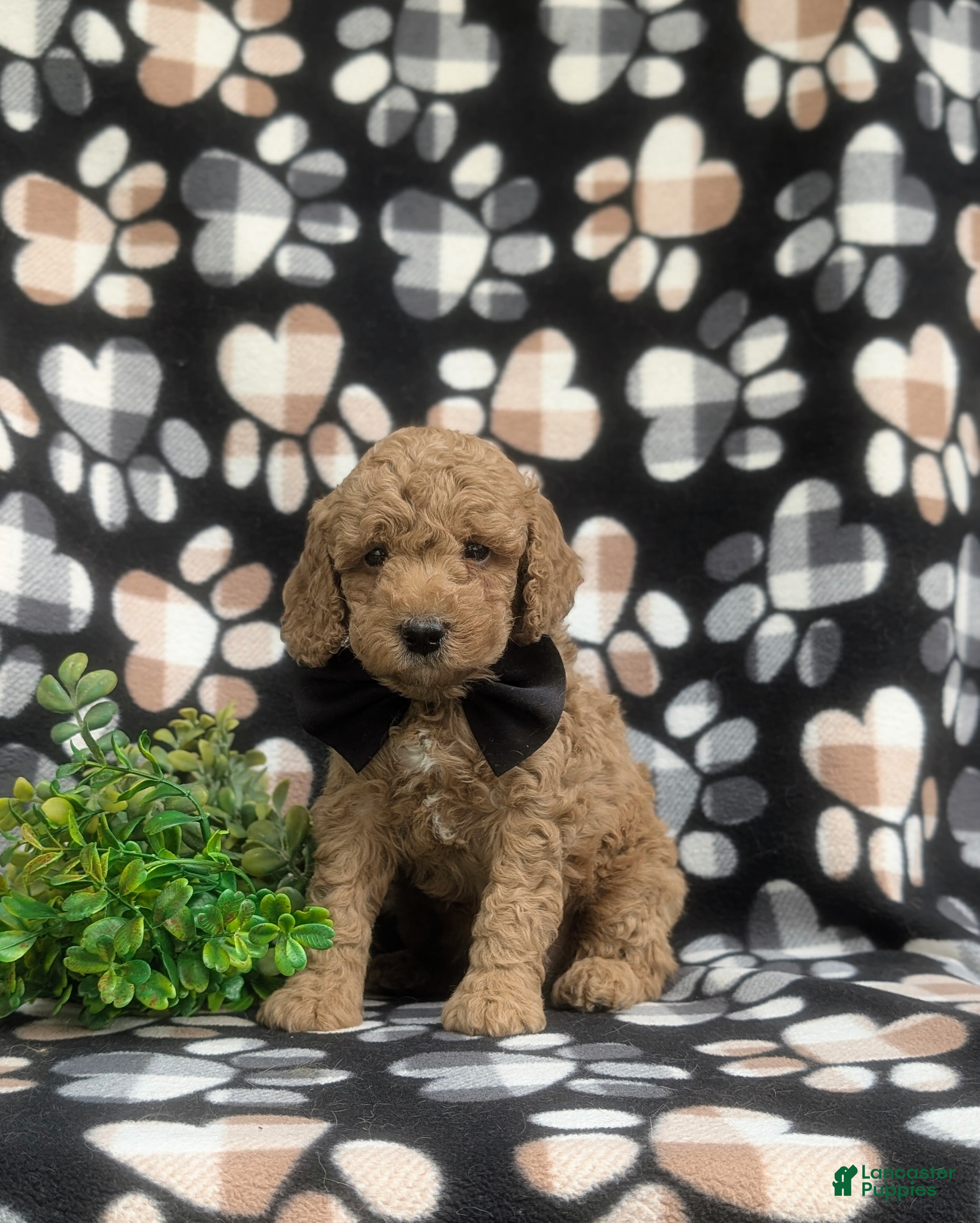 Miniature Poodle dogs for sale: Croydon - Ad 1