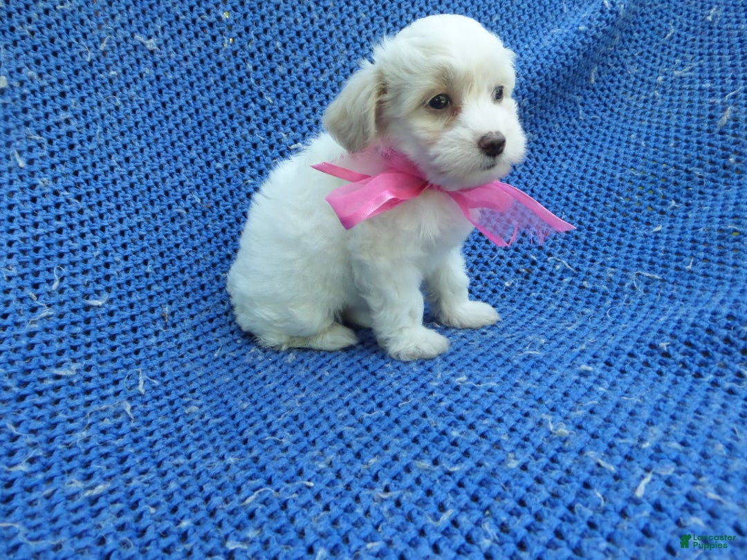 Maltipoo dogs for sale: Karol - Ad 1