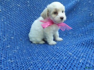 Maltipoo dogs Karol - Ad 6