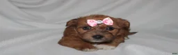 Yorkiepoo dogs for sale: Queen  - Ad 4