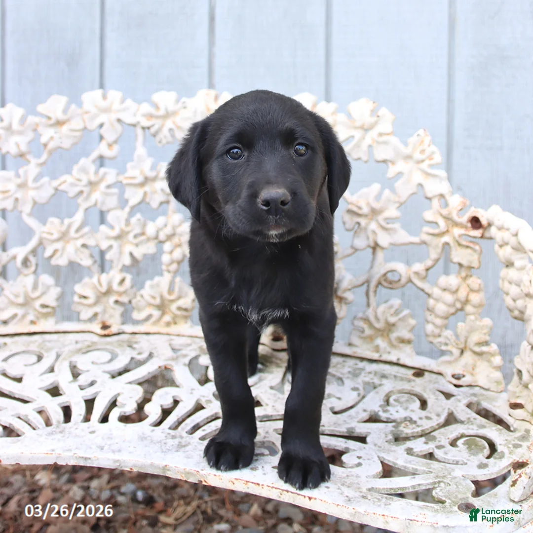 Mixed Breed dogs for sale: Maggie - Ad 3