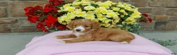 Aussiedoodle dogs for sale: Aussiedoodle 2 - Ad 3