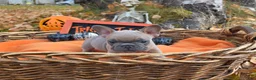French Bulldog dogs for sale: Walter  - Ad 5