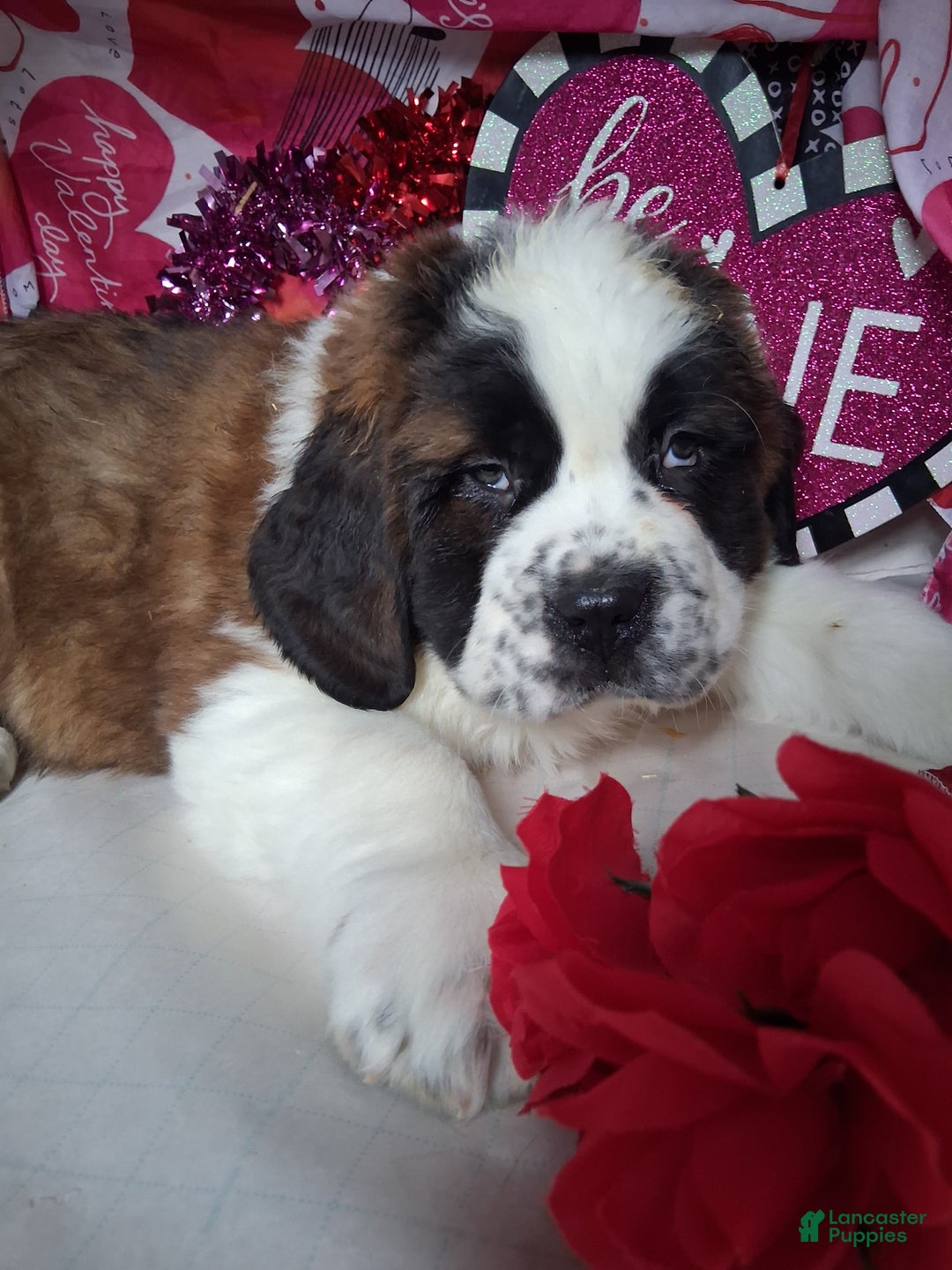 Saint Bernard dogs for sale: Max - Ad 9