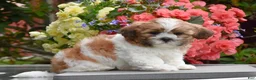 Shih Tzu dogs for sale: Mickey - Ad 1