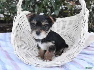 Yorkshire Terrier dogs for sale: Max - Ad 3