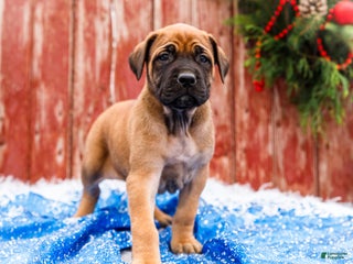 English Mastiff dogs Chloe - Ad 1