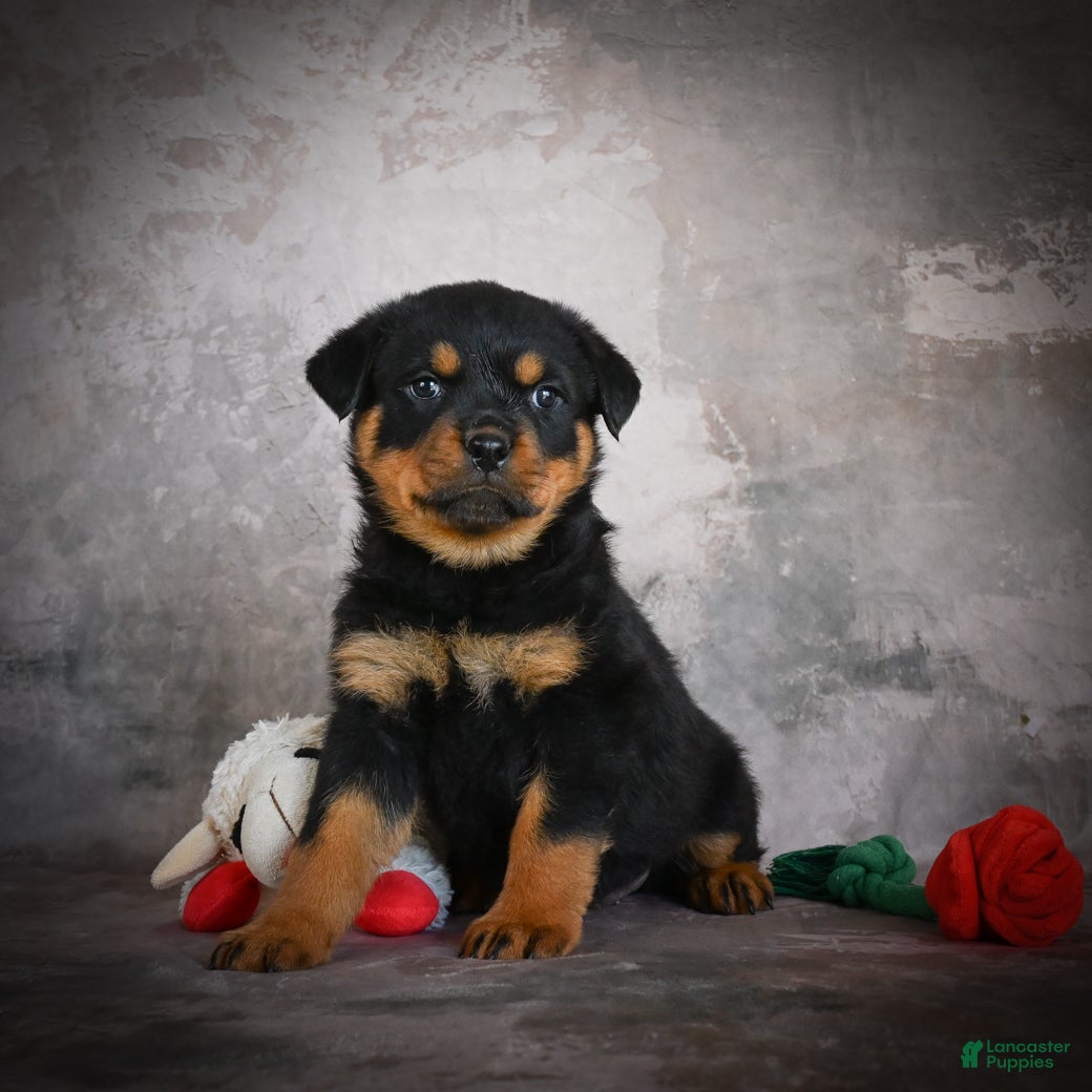 Rottweiler dogs Lincoln - Ad 1