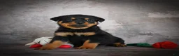 Rottweiler dogs for sale: Lincoln - Ad 1