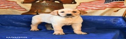 Labrador Retriever dogs for sale: Hailey - Ad 4