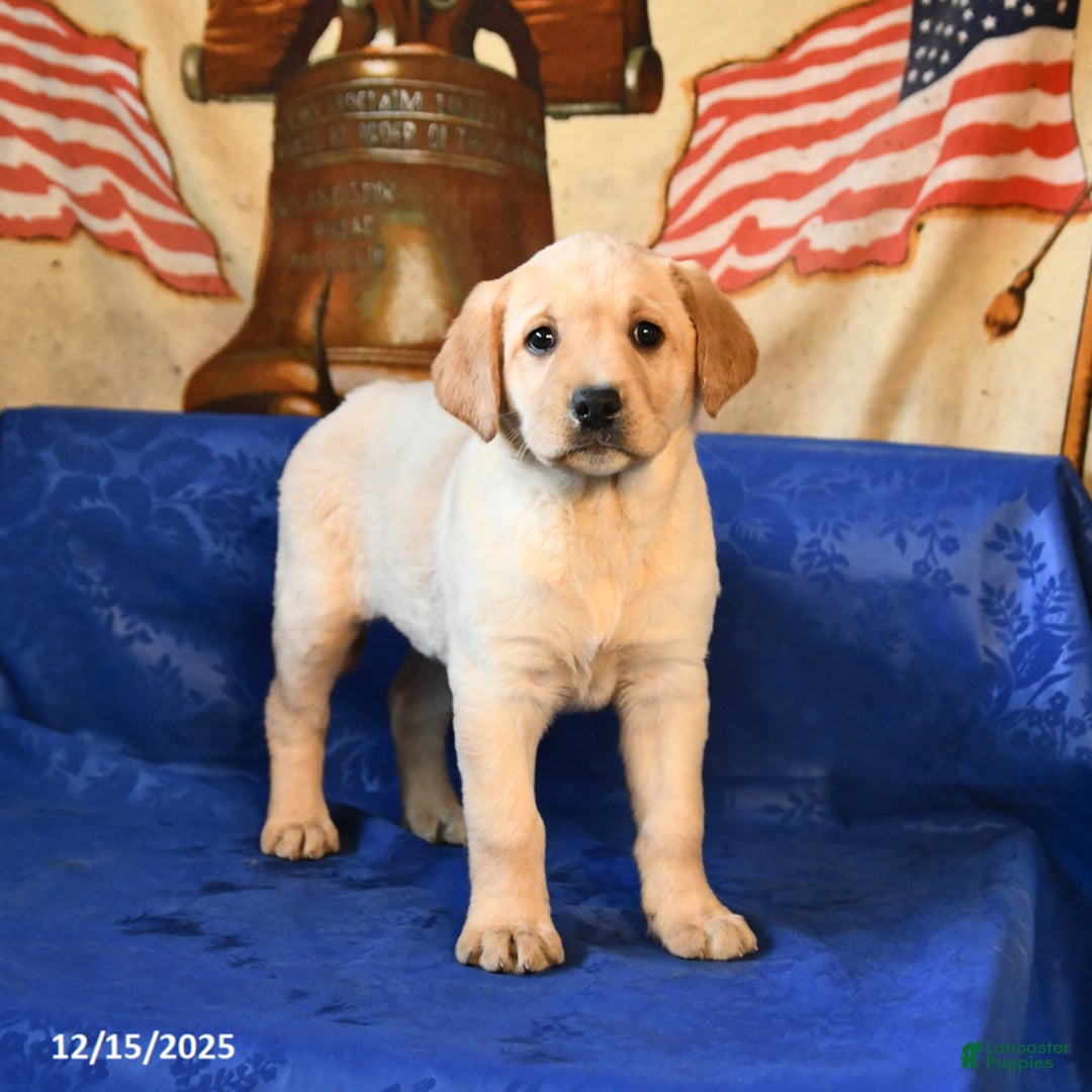 Labrador Retriever dogs for sale: Hailey - Ad 4