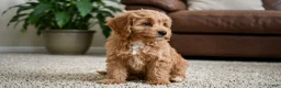 Cavapoo dogs for sale: Betty - Ad 3