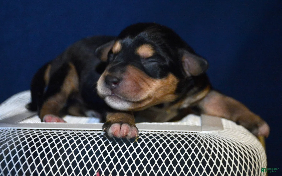 Miniature Schnauzer dogs for sale: Miniature Schnauzer Missy - Ad 1