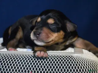 Miniature Schnauzer dogs Miniature Schnauzer Missy - Ad 18