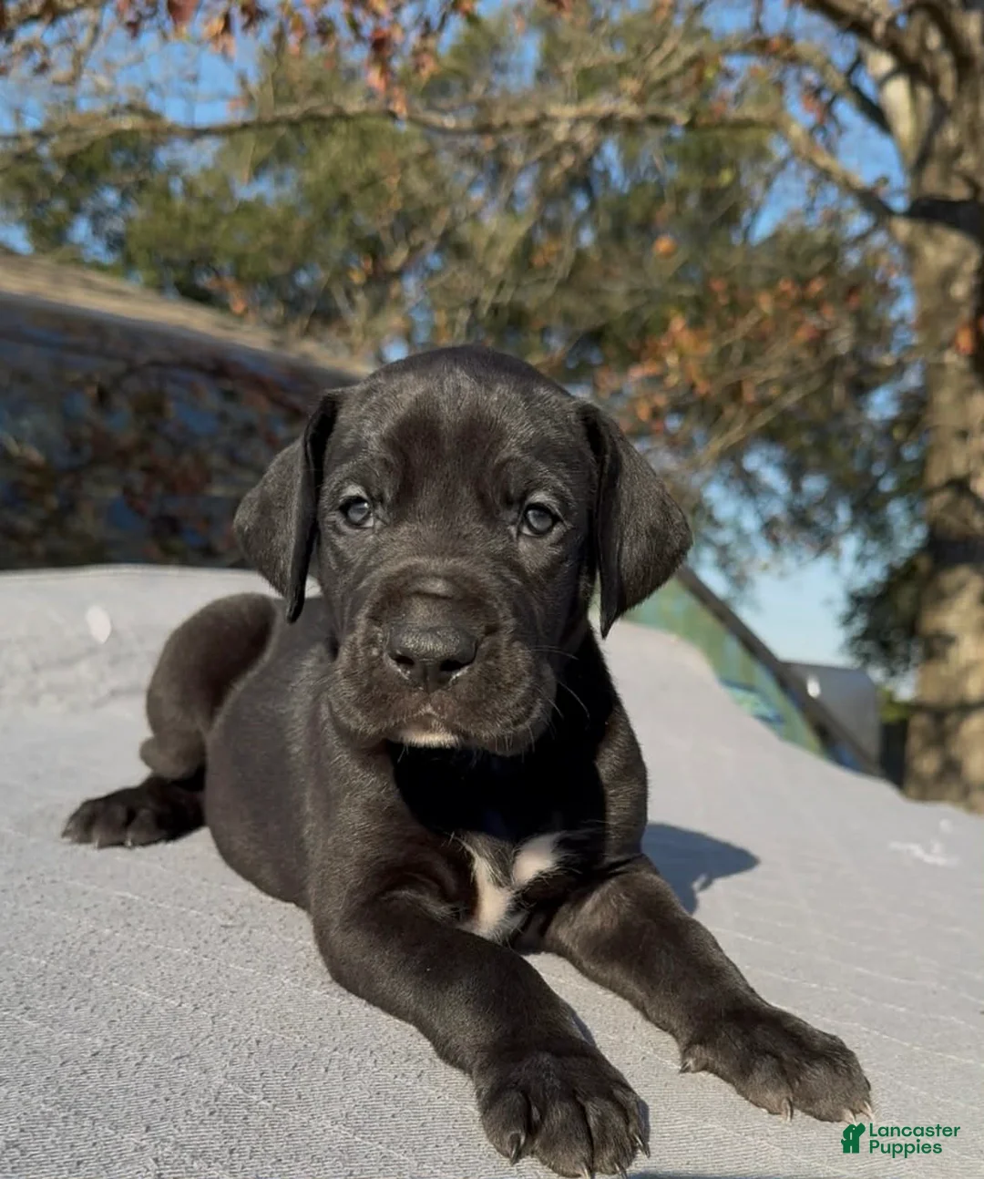 Great Dane dogs for sale: Vixen - Ad 2