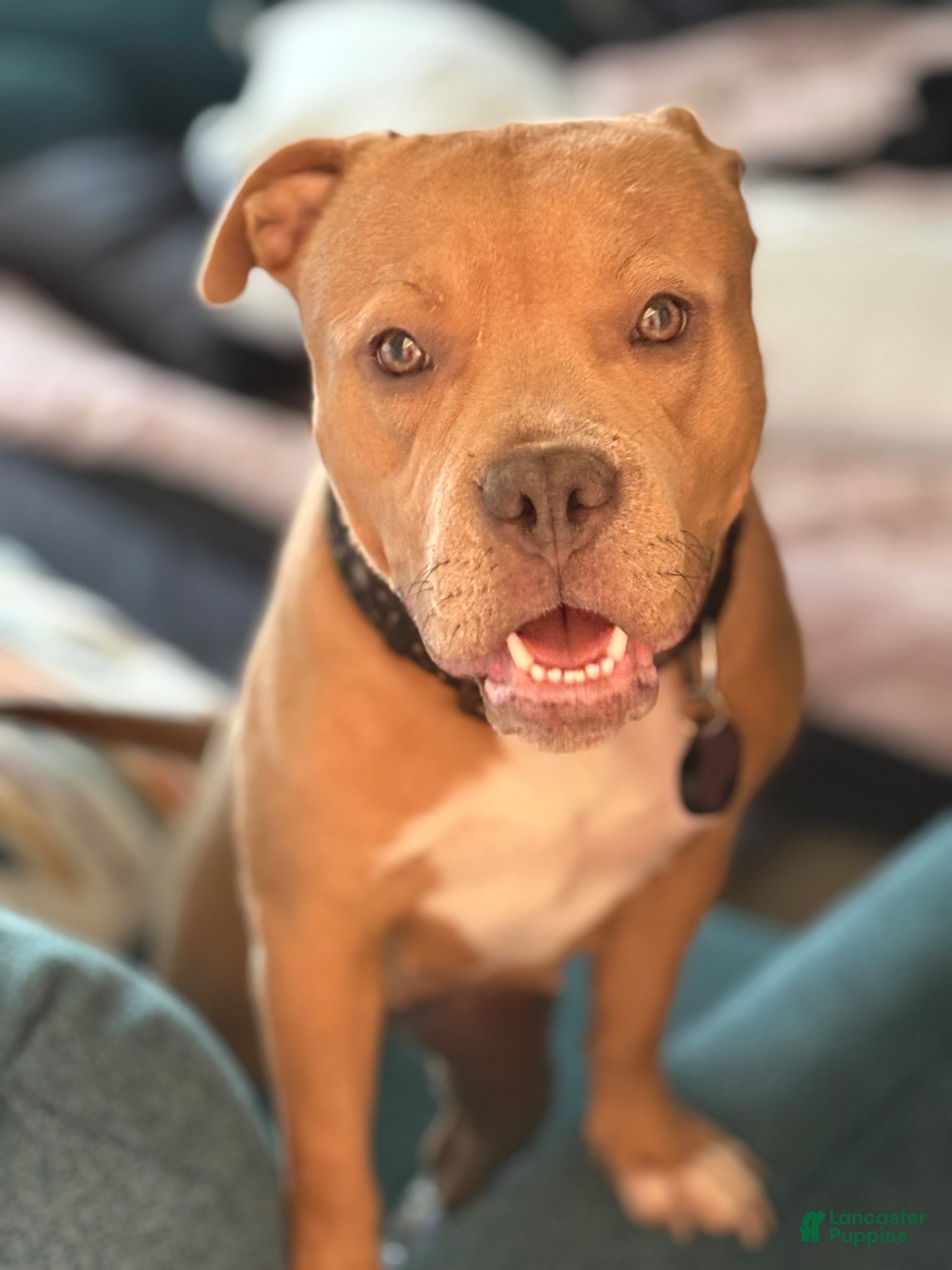 American Bully dogs for sale: American Bully Puppy 1 - Ad 3