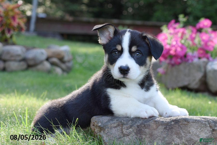 Welsh Corgi Pembroke dogs Owen - Ad 2